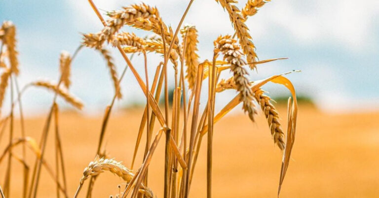 4 Symptoms of Coeliac Disease